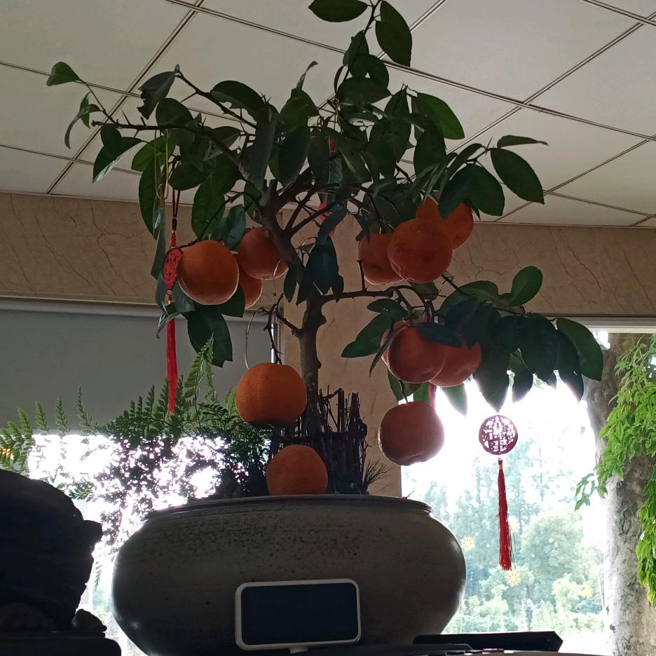 欣羽