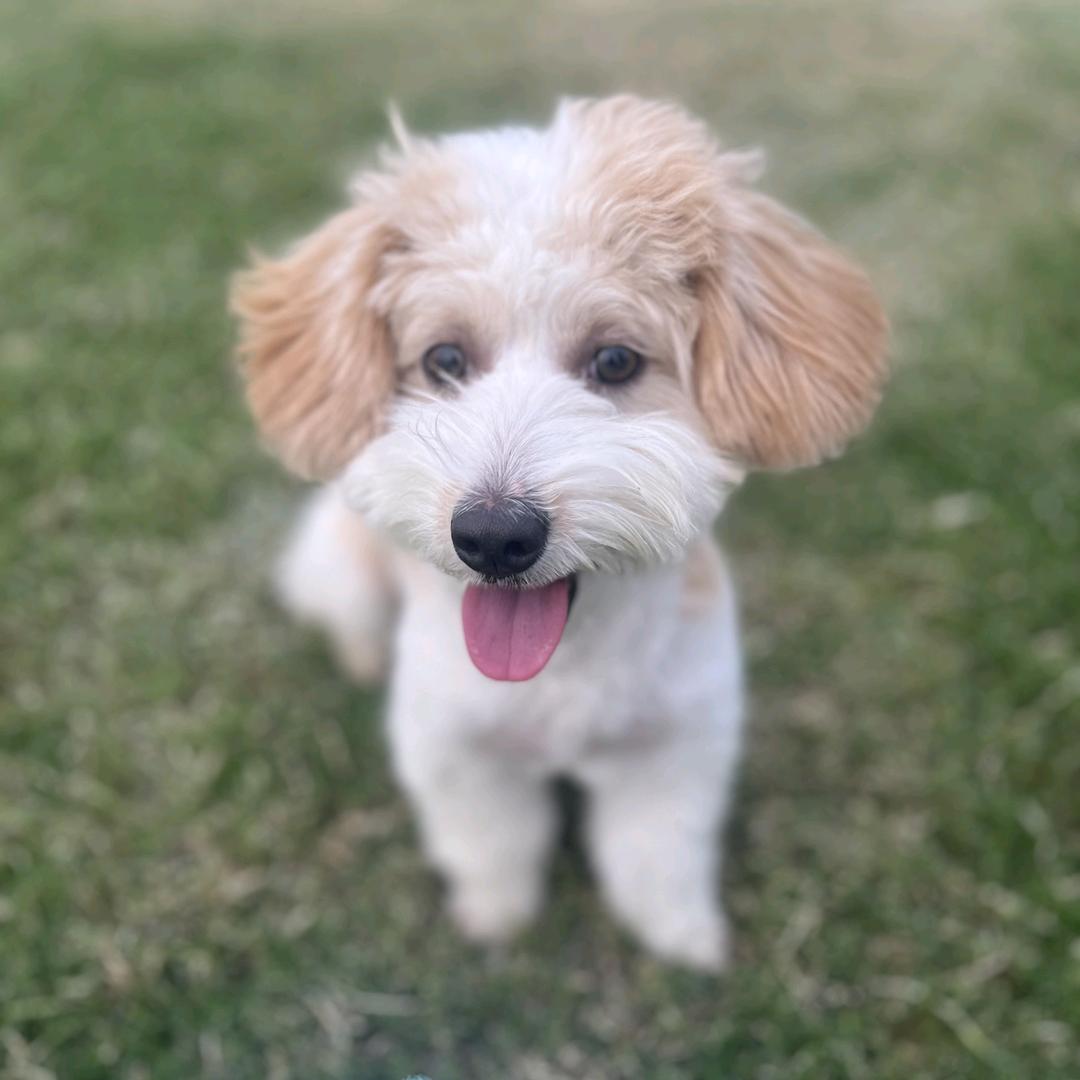 取名字太难了我就不取了