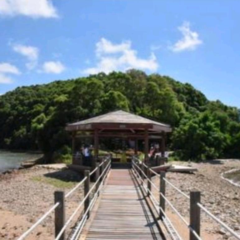红树林