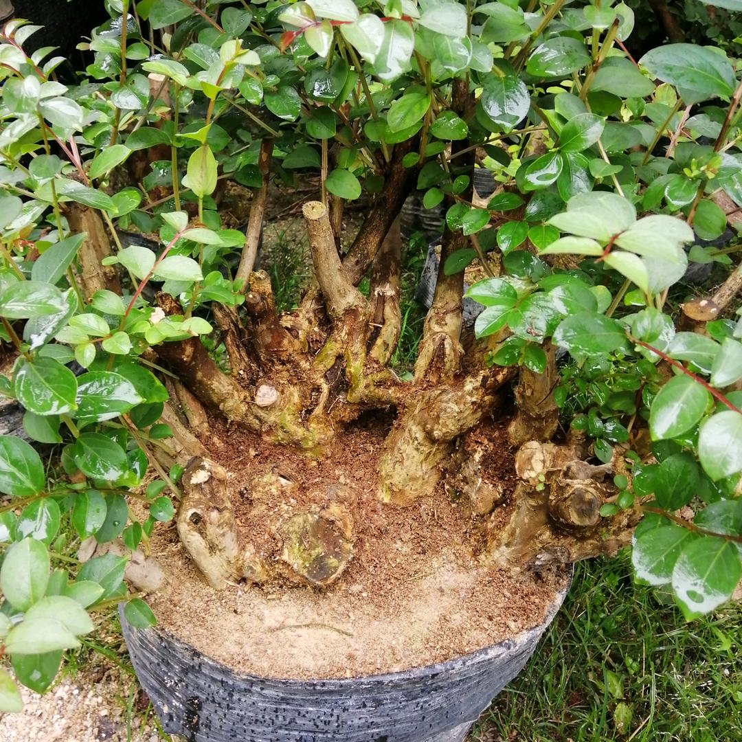 宜丰县成林绿植盆景