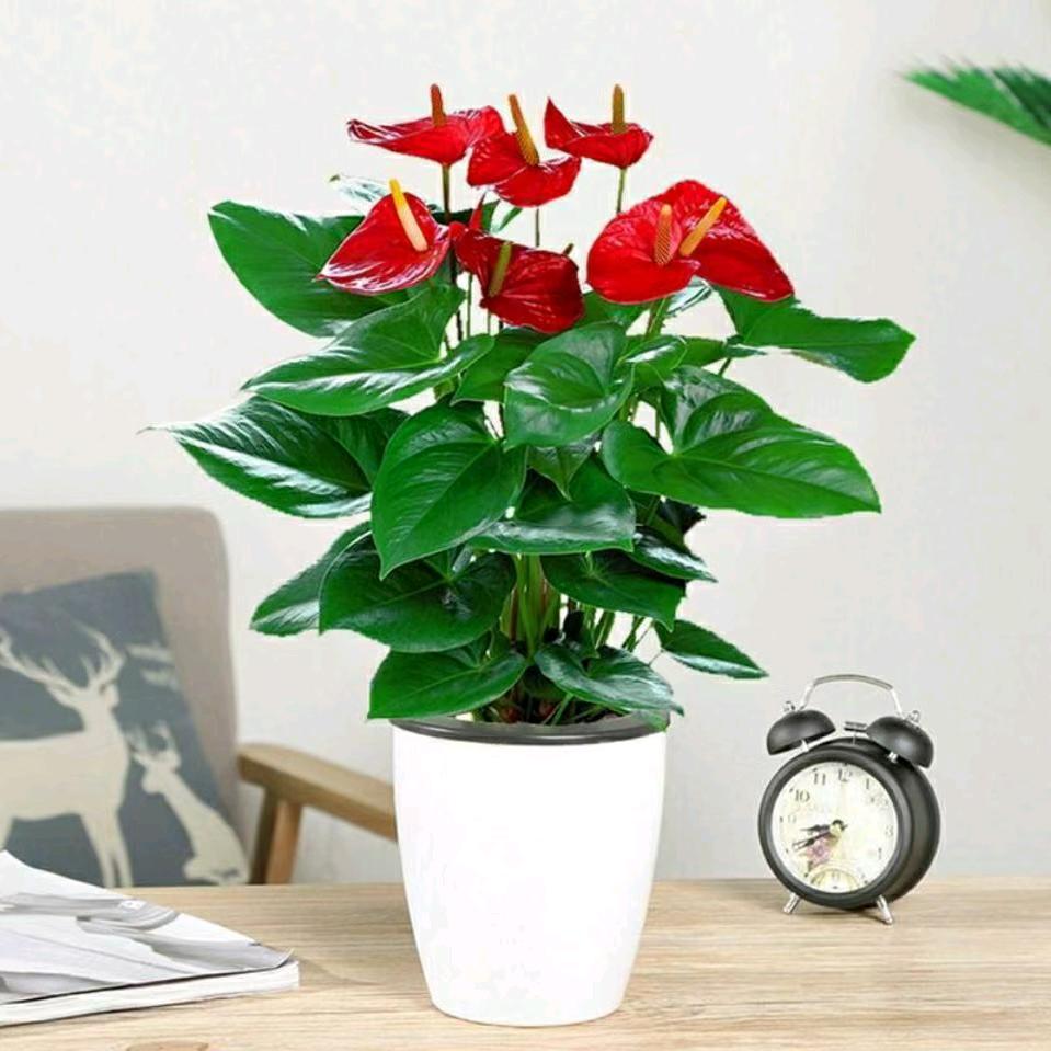 娜娜带您养花/陈砦花卉市场盆花区248号