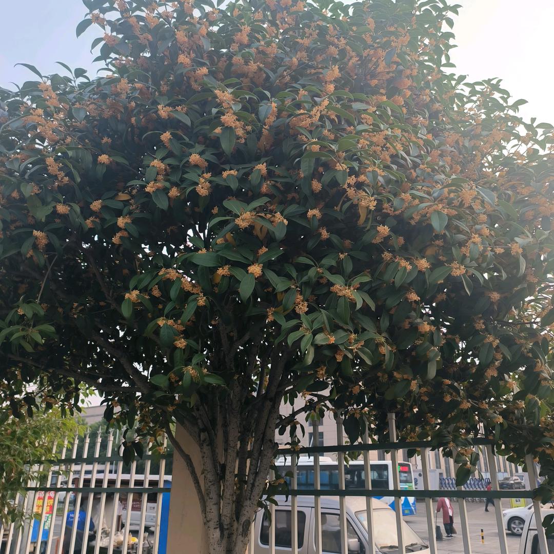 梦想成真