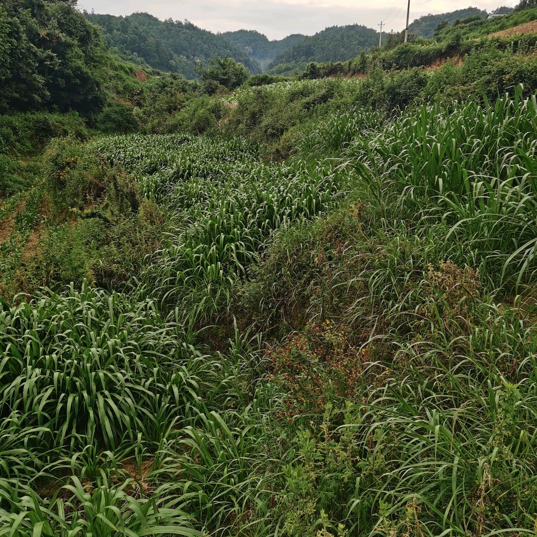 秦
