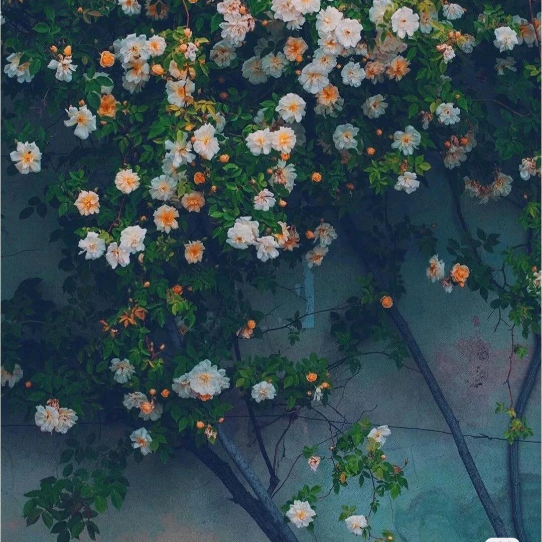 却道天凉好个秋ˇ