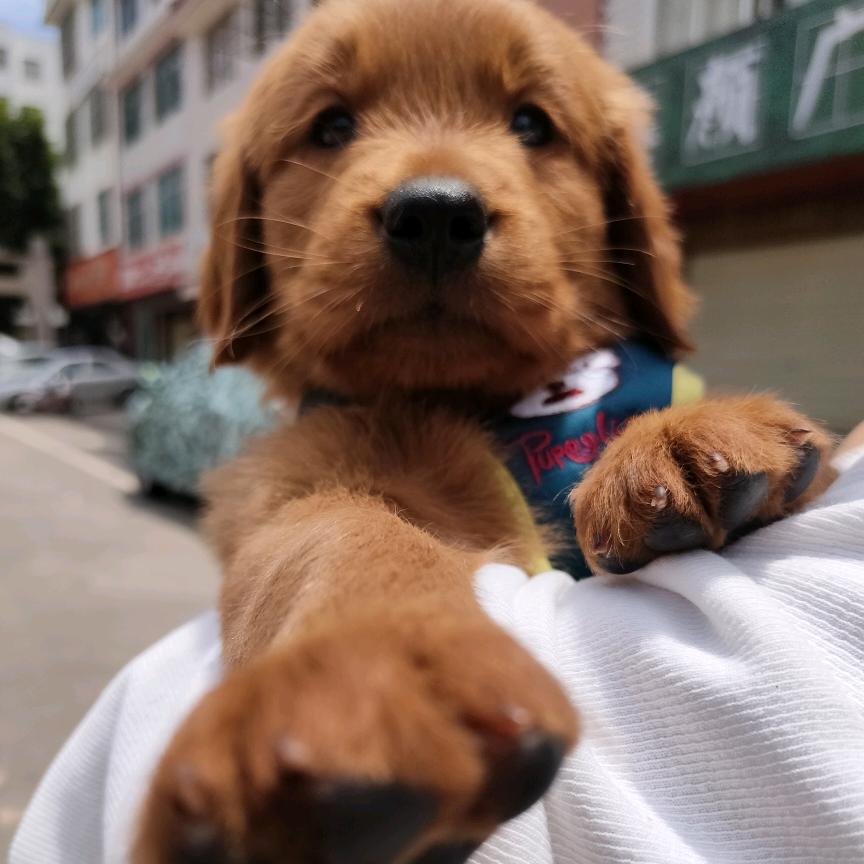 柚子 橙子 成长记