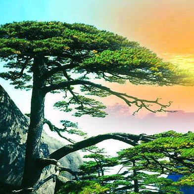 王三姐东北卤水豆腐