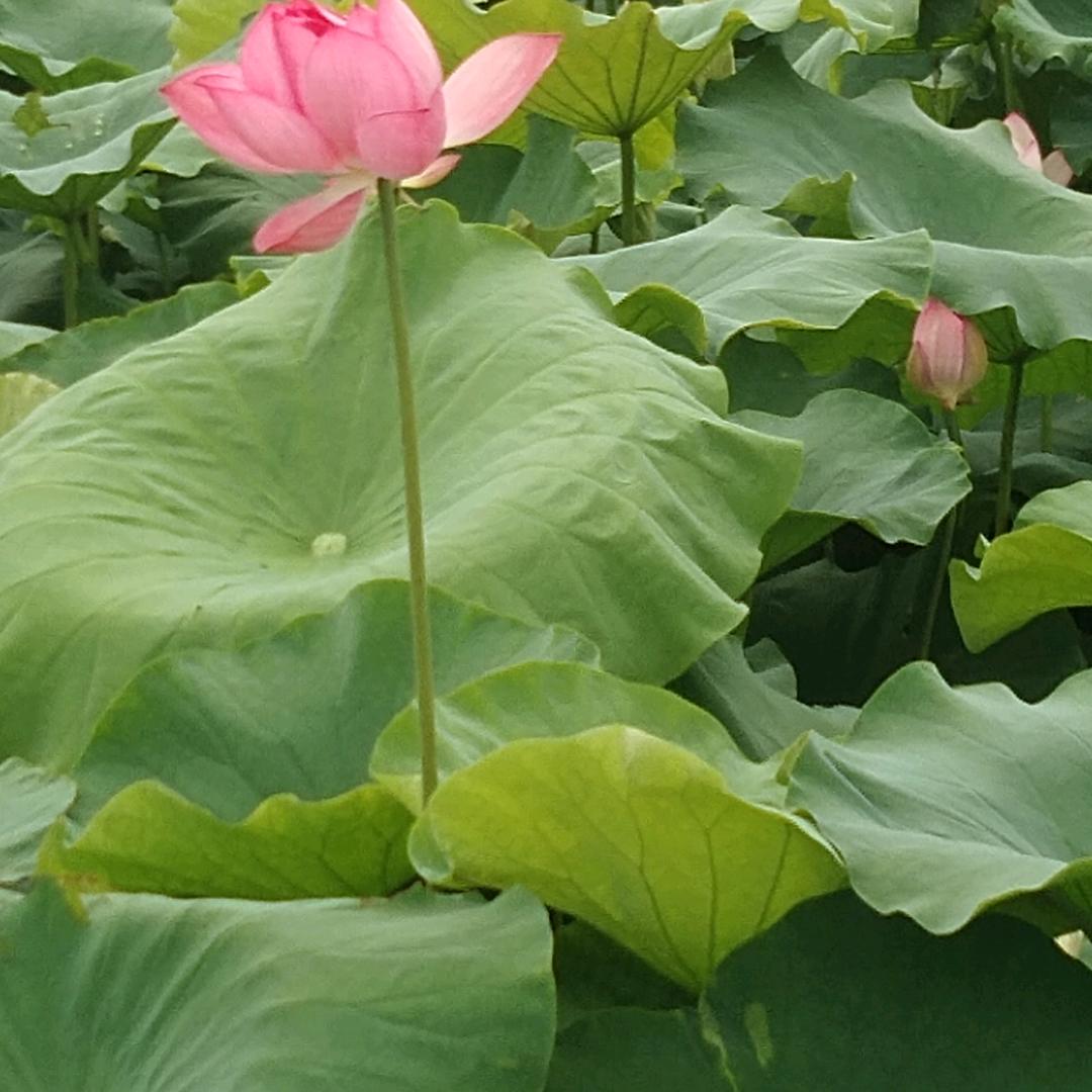 缘🌻