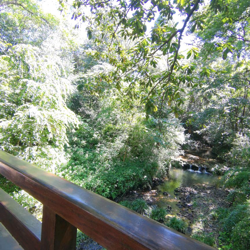 阳光下的星星🌺