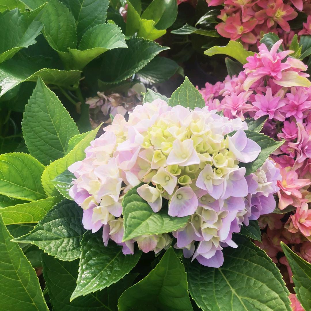 听花语花卉