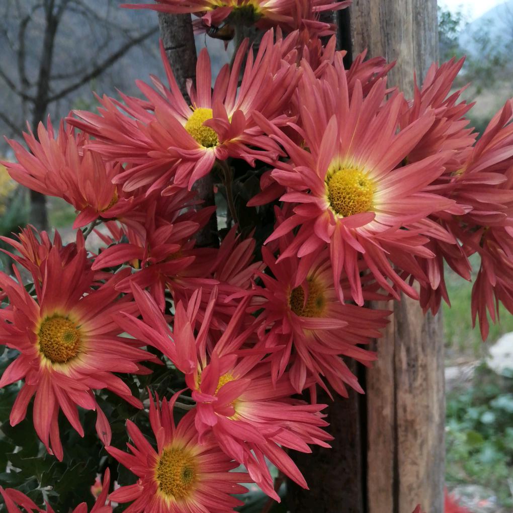 娣菲