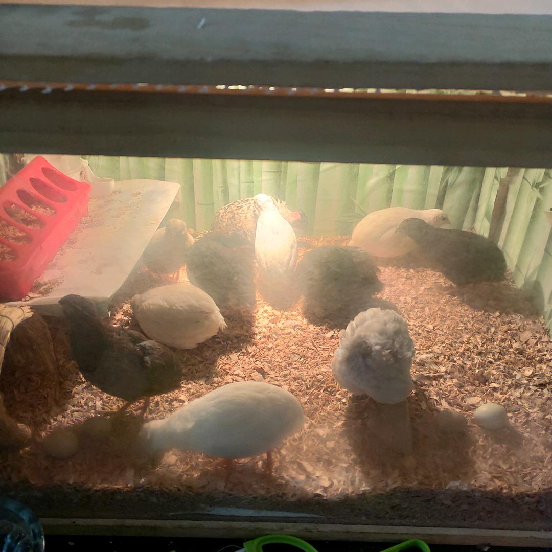 新昌小小丽的芦丁鸡鹌鹑