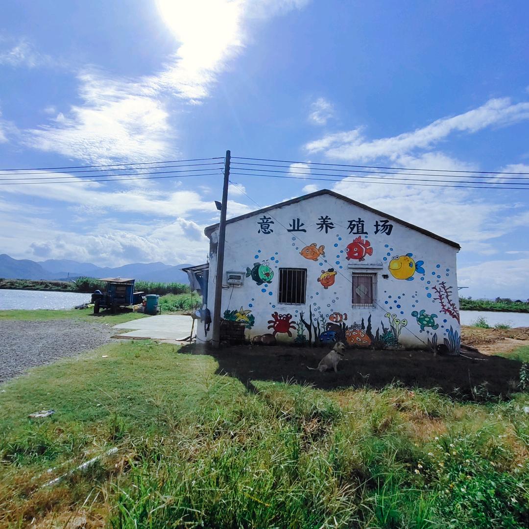 台山马岗鹅专业户陈运球