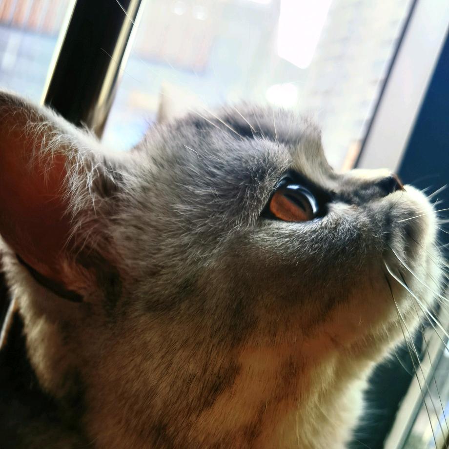 八月是只喵喵喵