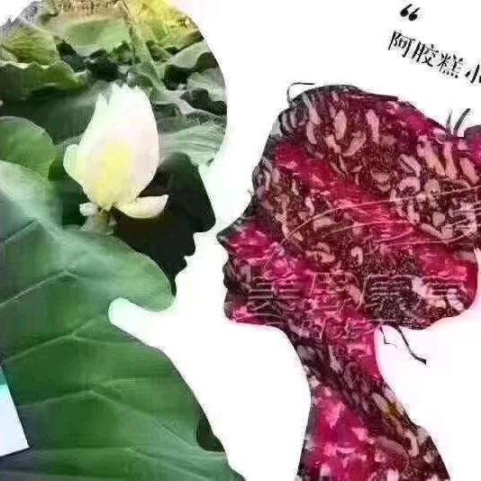 感恩的心
