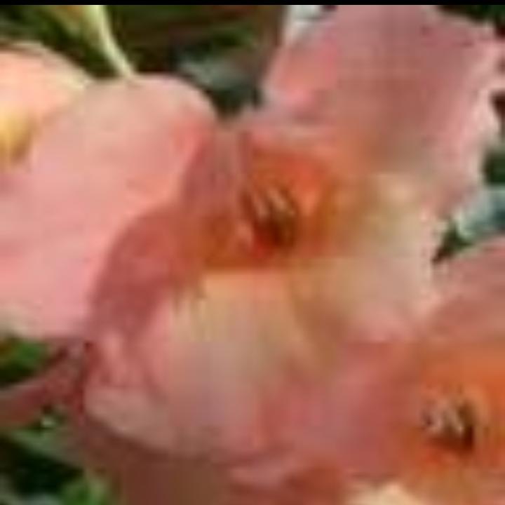 阿芬