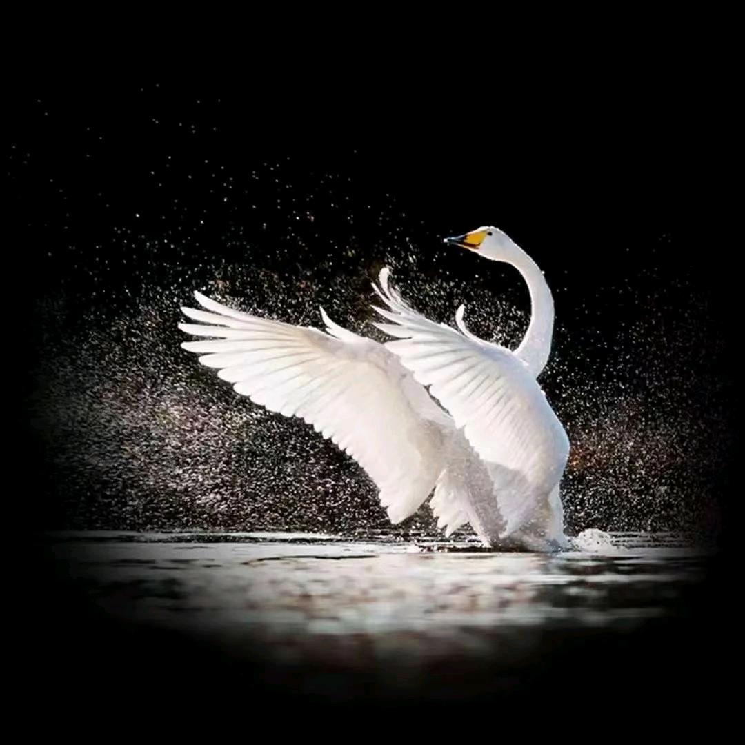 AA丹丹 💄主做特色有效单品💄