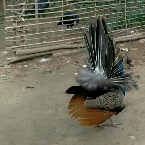 翱翔