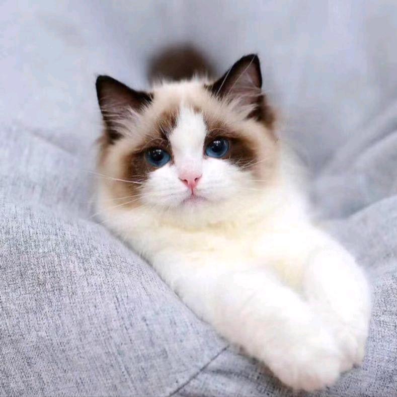 猫咪小屋^O^