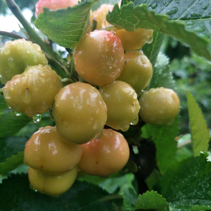 诚信笫一(白鹿原大樱桃)