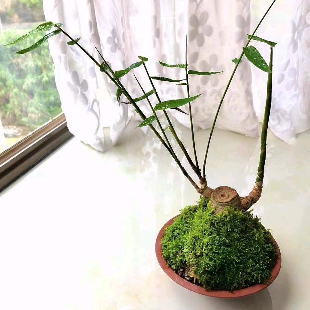 陈铭绿植