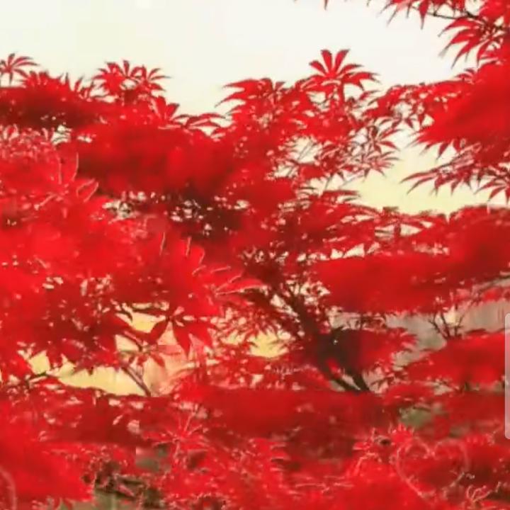 金香