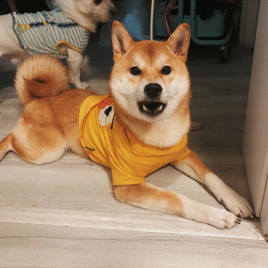 芋艿的咸蛋黄