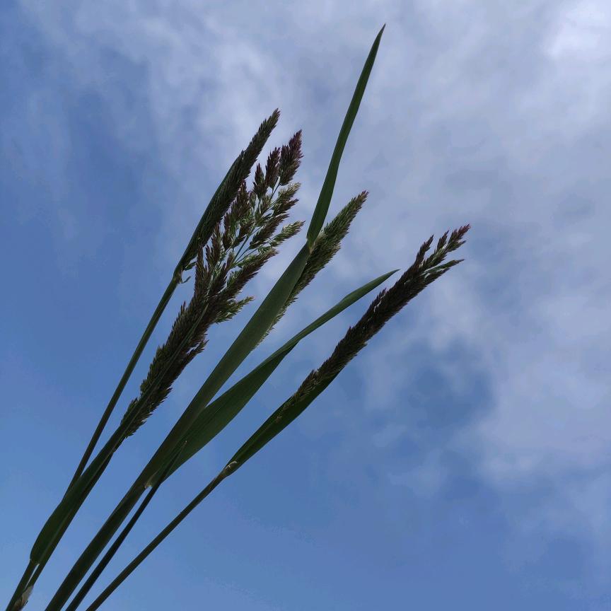 虫虫在吃米