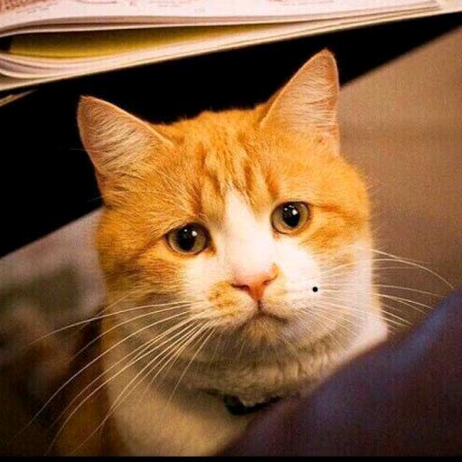 小咸鱼😸