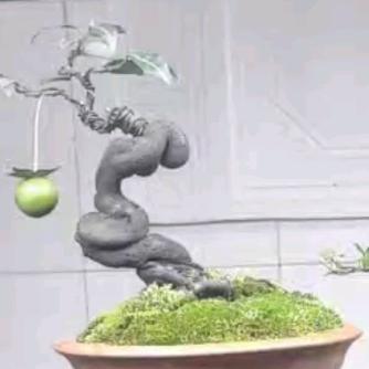 金弹子盆景基地