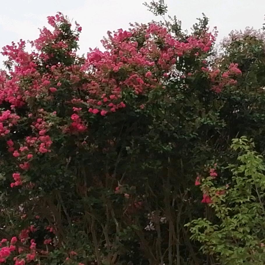 一江春水向东流