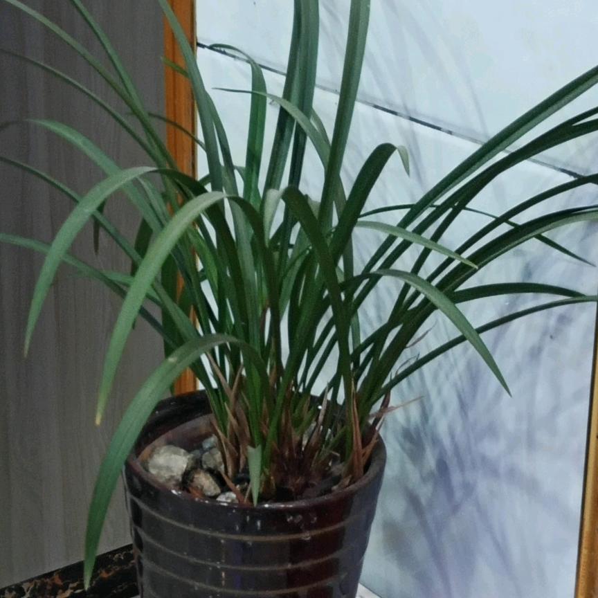 龙塘坳。春洋瓷砖。麻将机出租。收割机出租