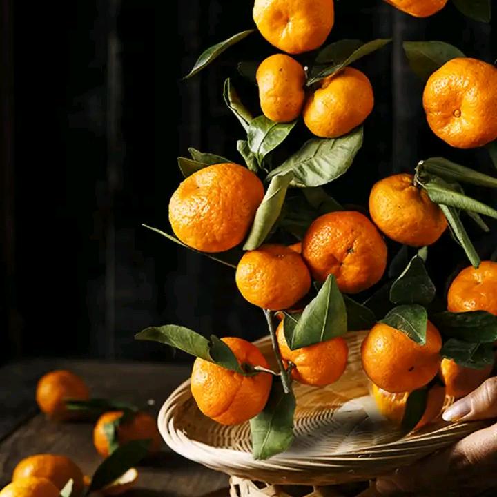 直到飞翔℃才懂蒲公英的伤