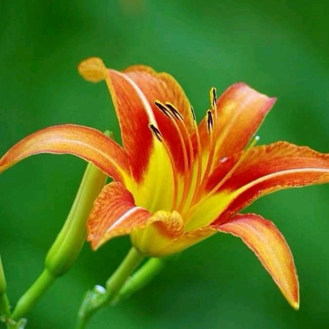 萱草花