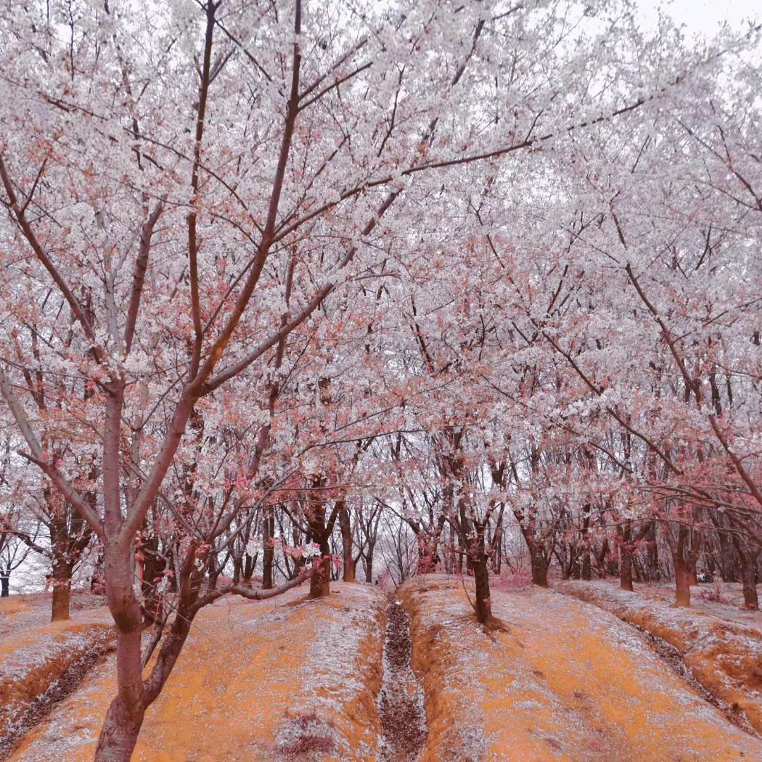 rt࿐ღ星河不知意 ꦿ࿐