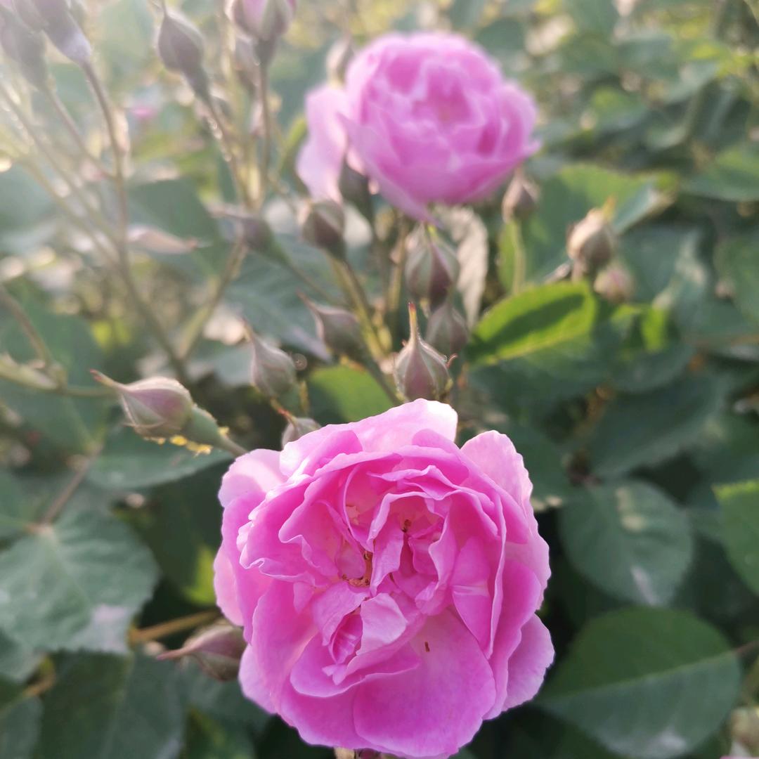 夏姐来了