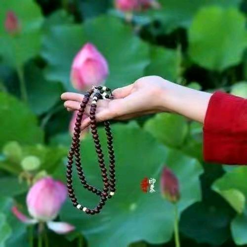 🌹雨后玫瑰🌹