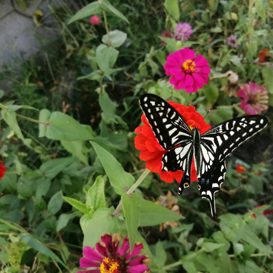 春华秋实<张焱家长>