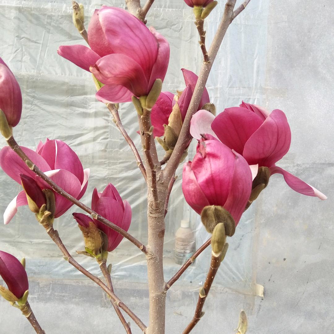 花开富贵1106