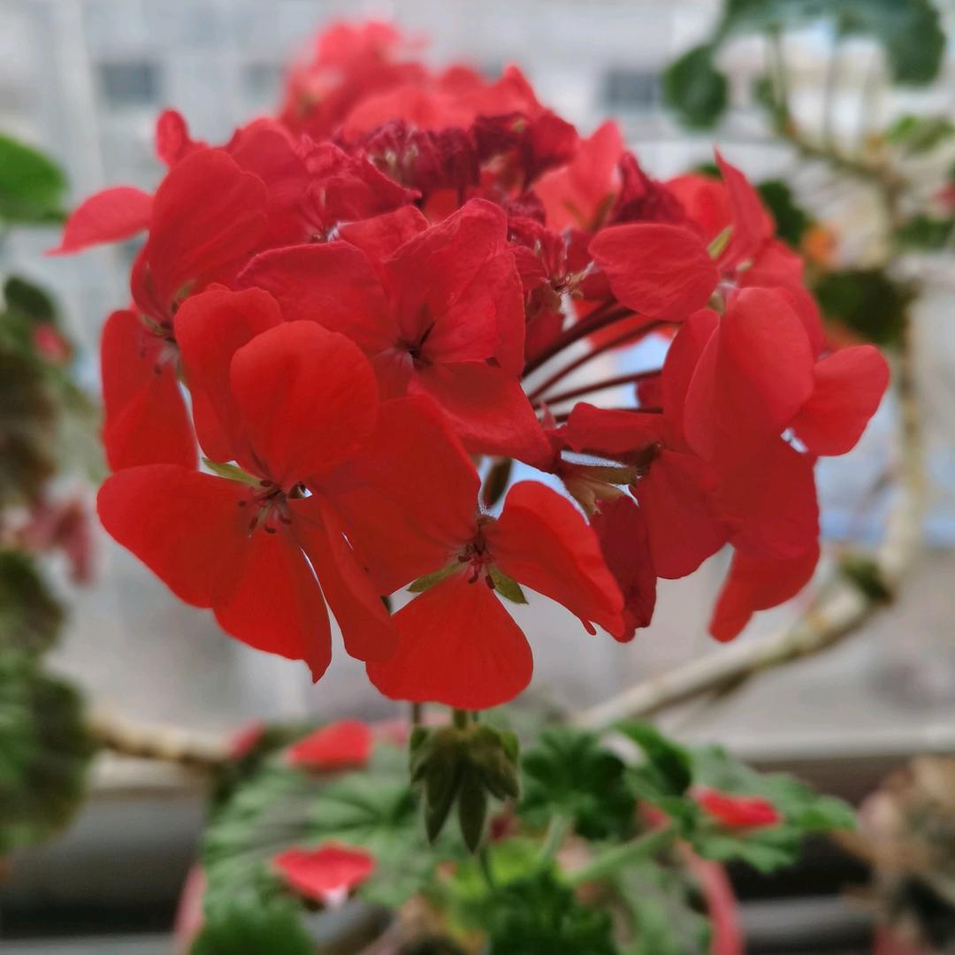 蓝天