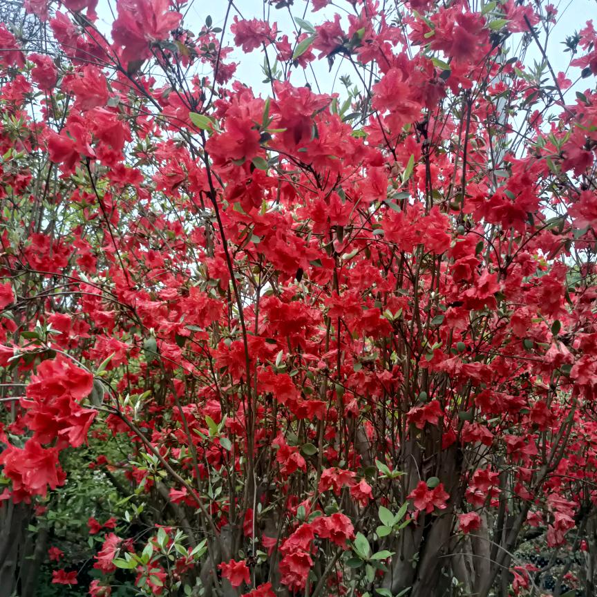 原野景观花木