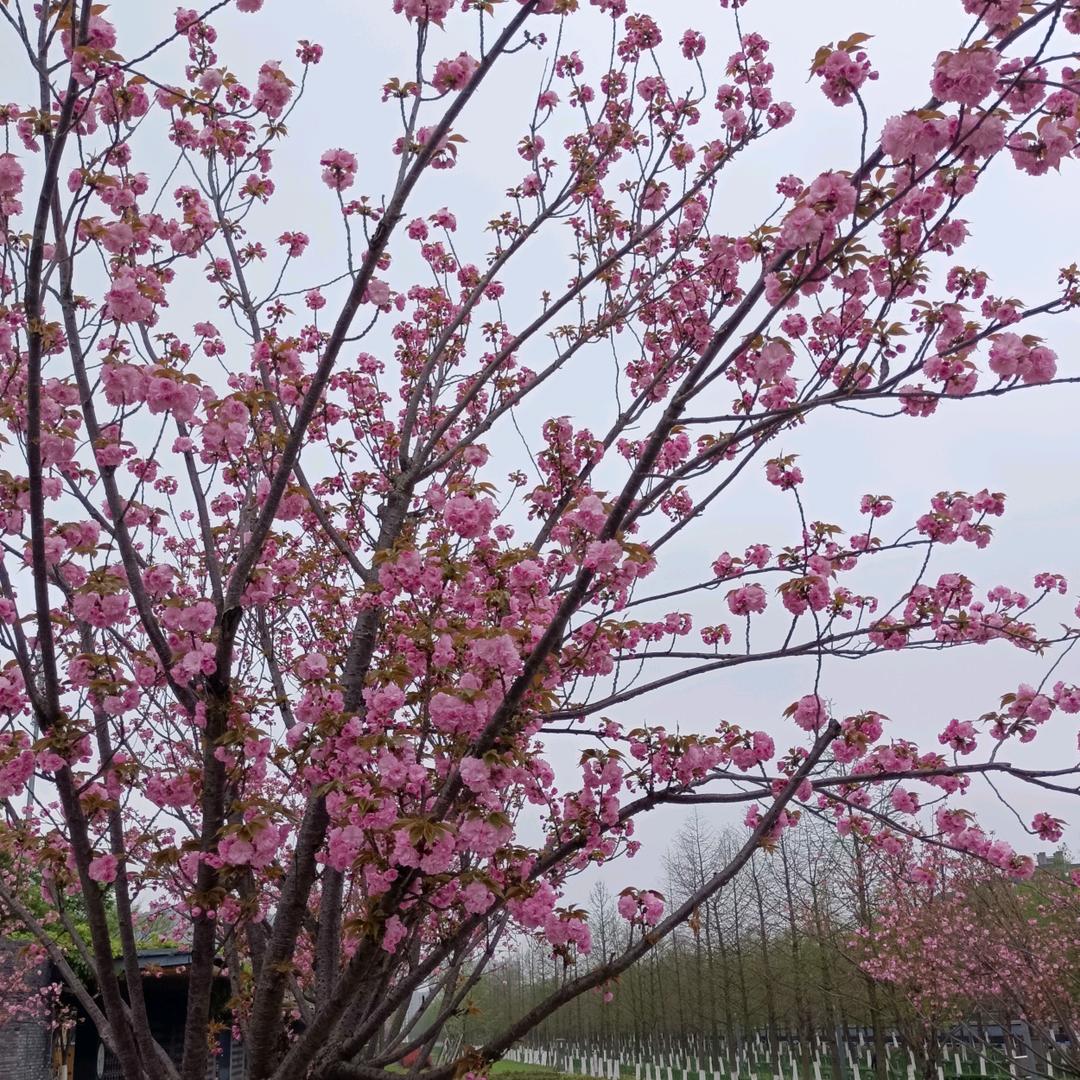 王一清