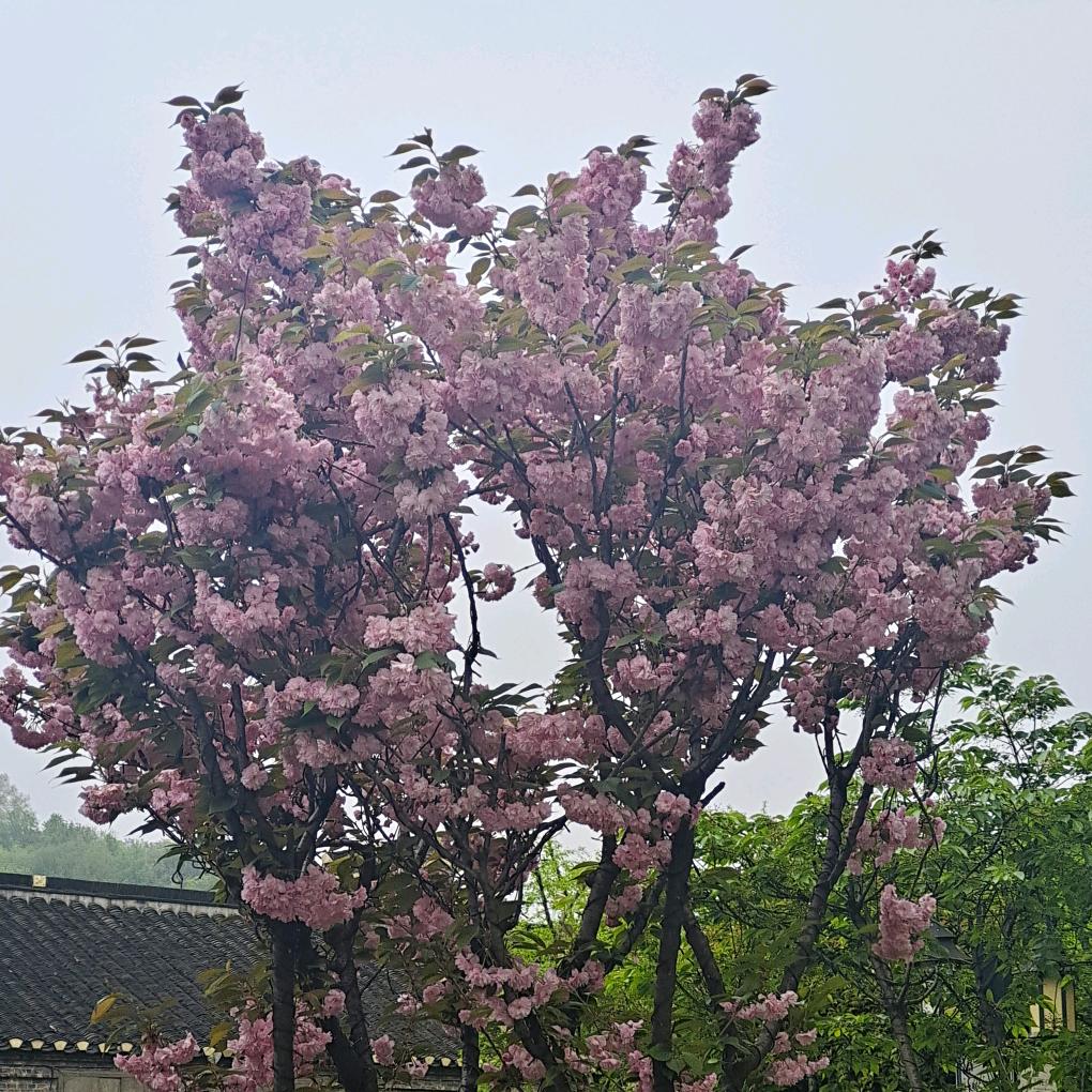 范 🍀