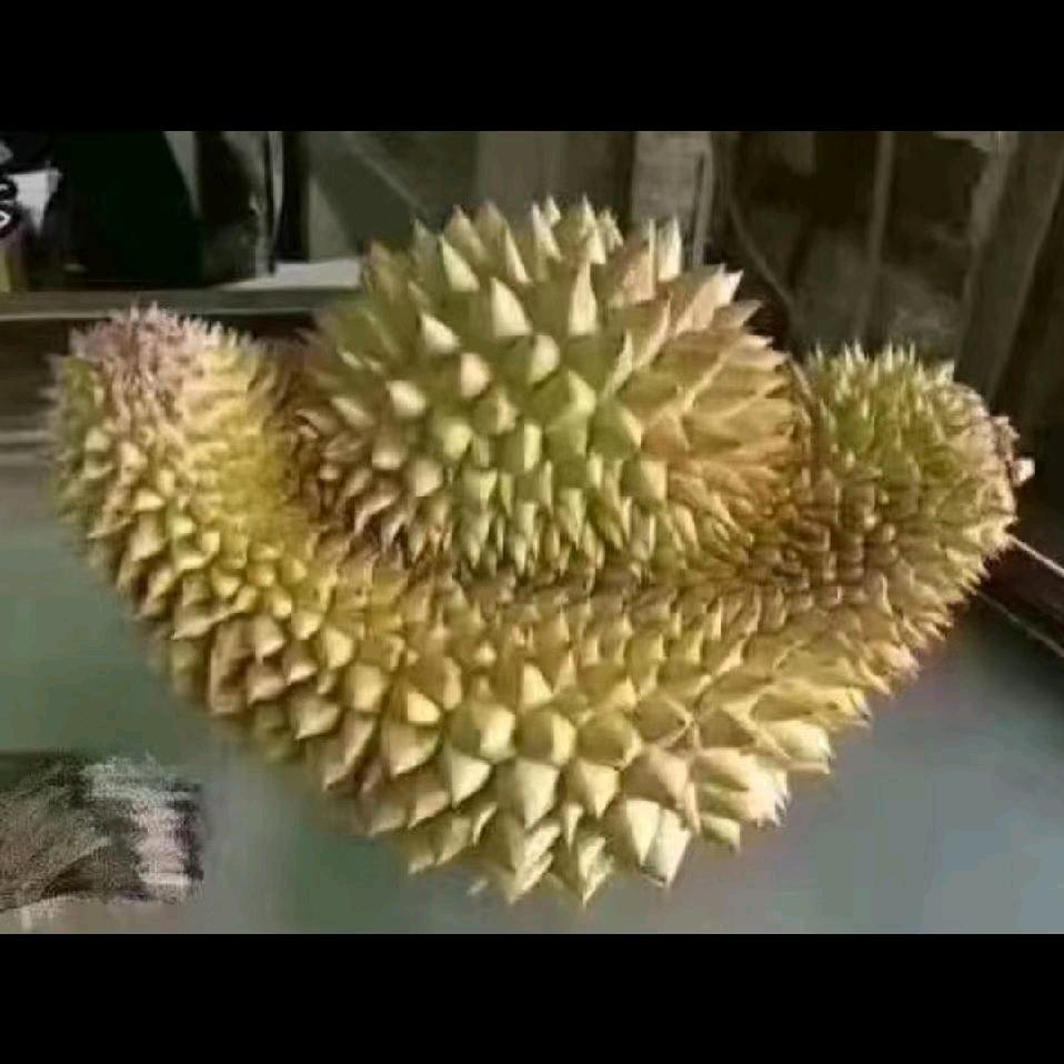 看样子像