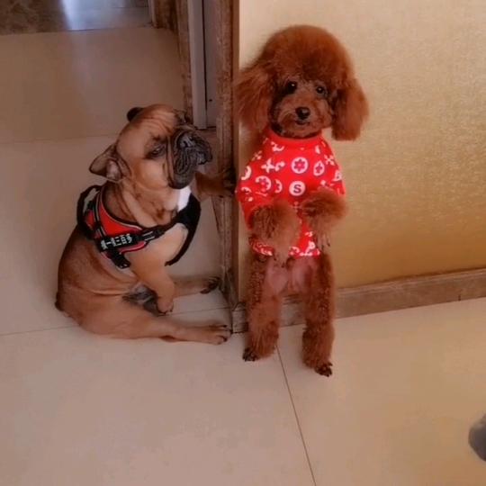 刘元宝👉宠物用品@抖音