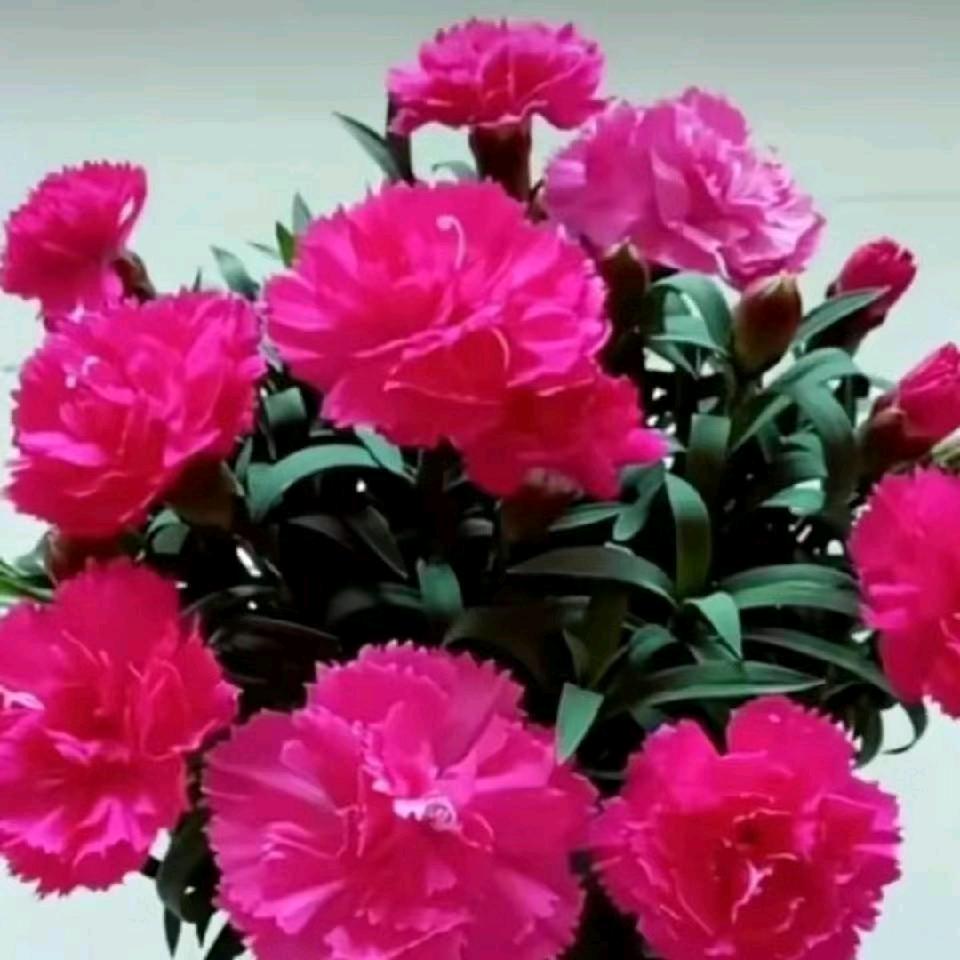 笑颜如花，😀💋