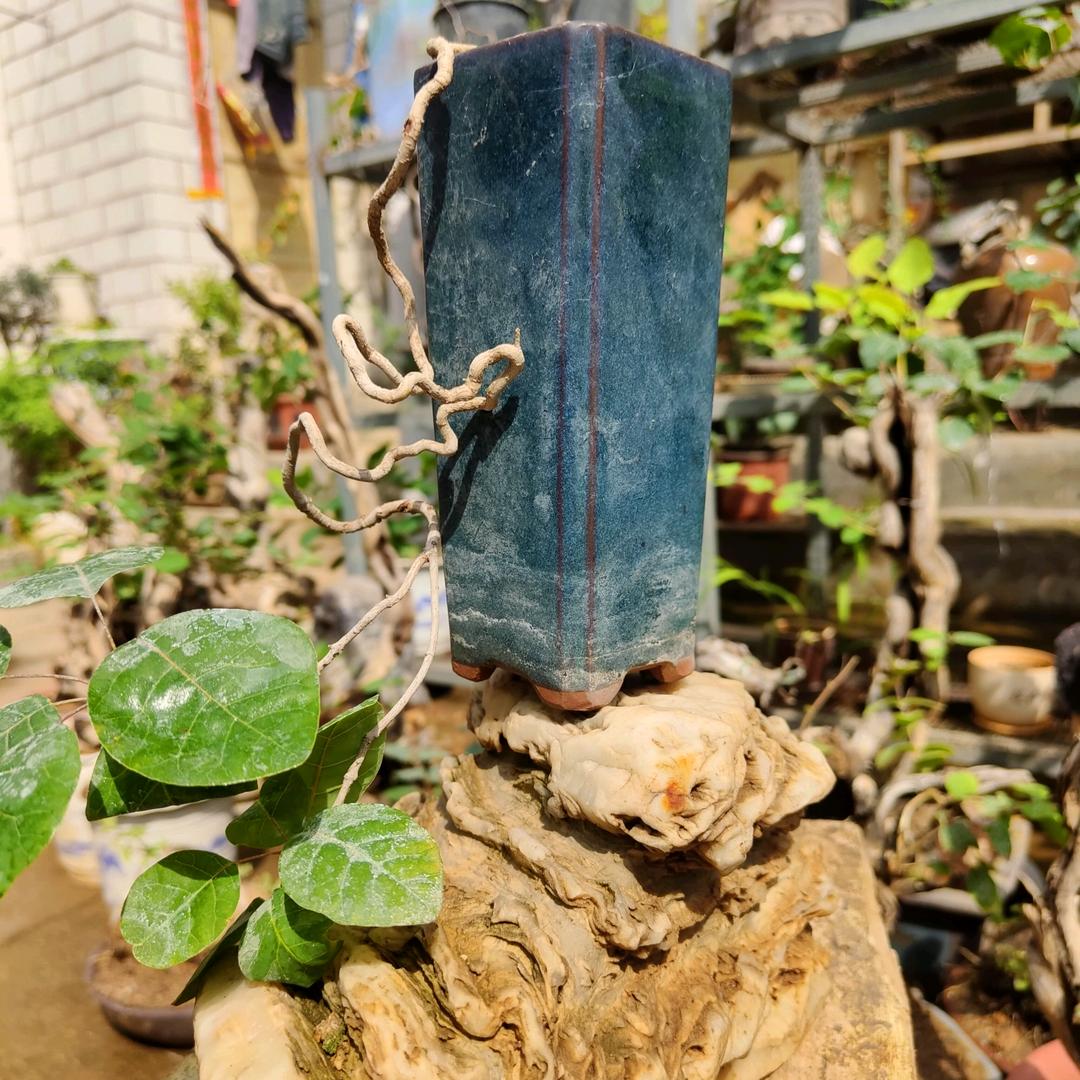 一木一景