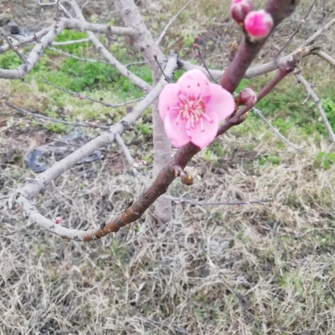 带刺的玫瑰