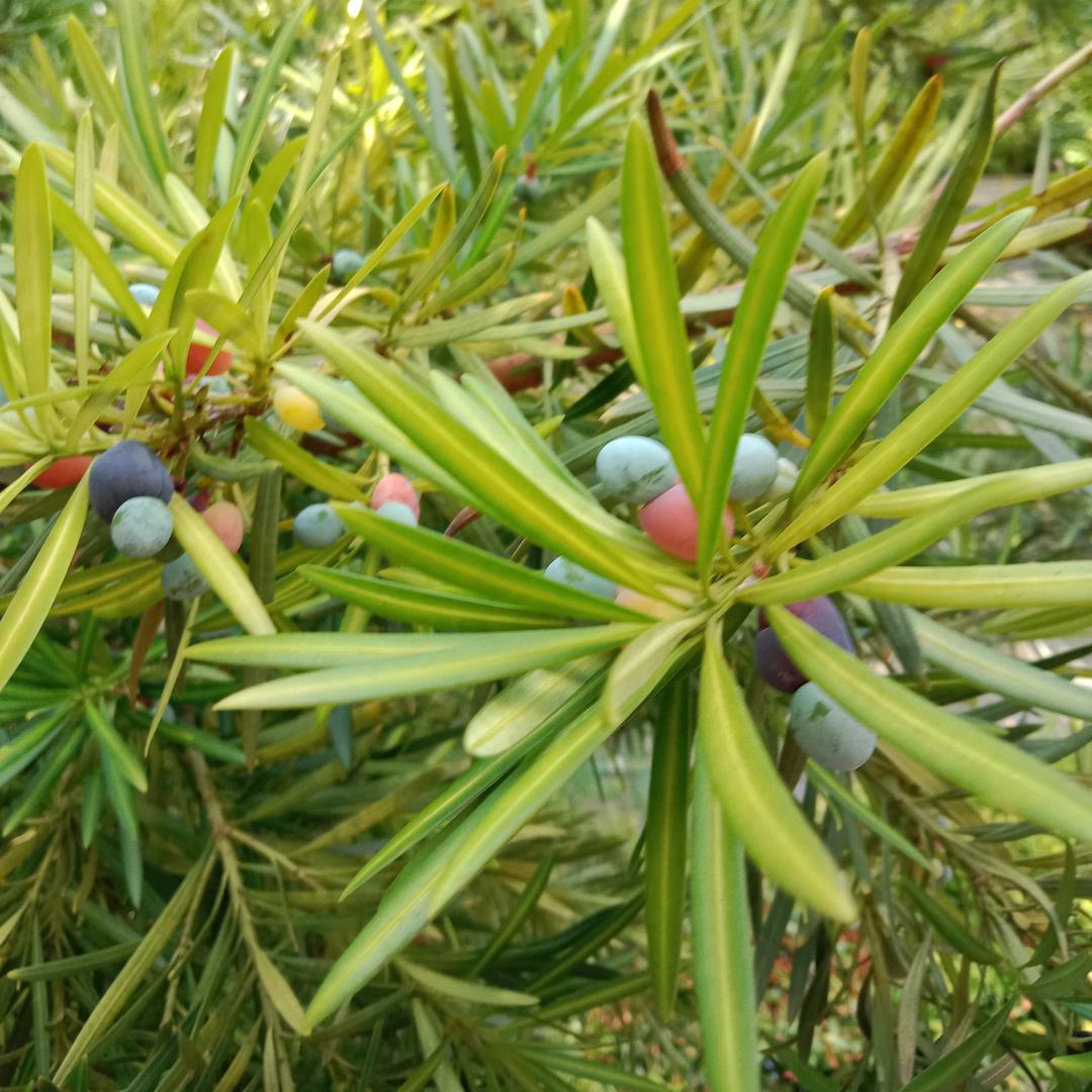 佛祖保佑全家平安