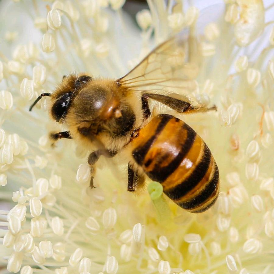 丰林县飞楠蜂蜜经销店