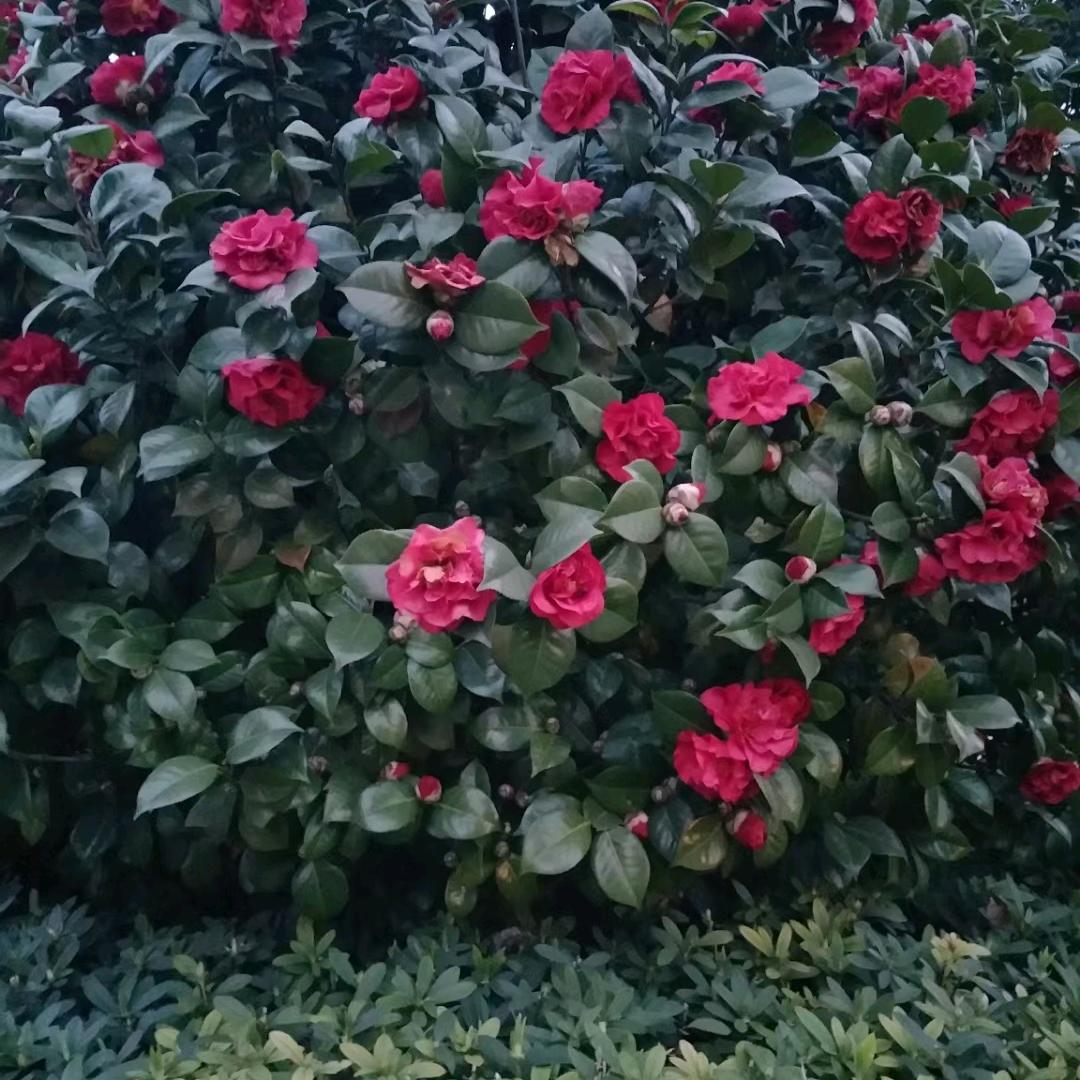 @曾的很不错~*ଘ(੭*ˊᵕˋ)੭* ੈ